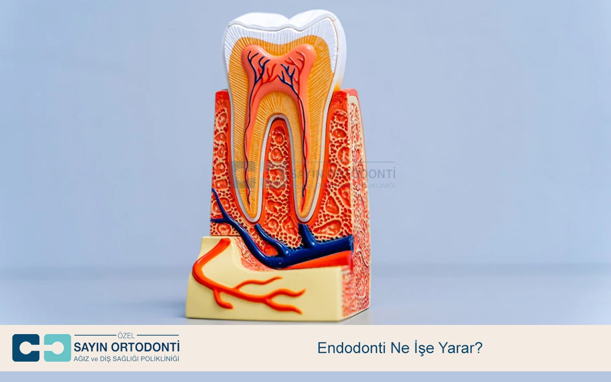 Endodonti Ne İşe Yarar